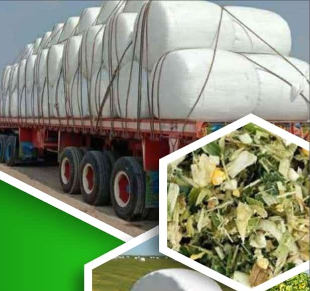 Premium Corn Silage